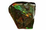 Iridescent Ammolite (Fossil Ammonite Shell) - Alberta, Canada #156725-1